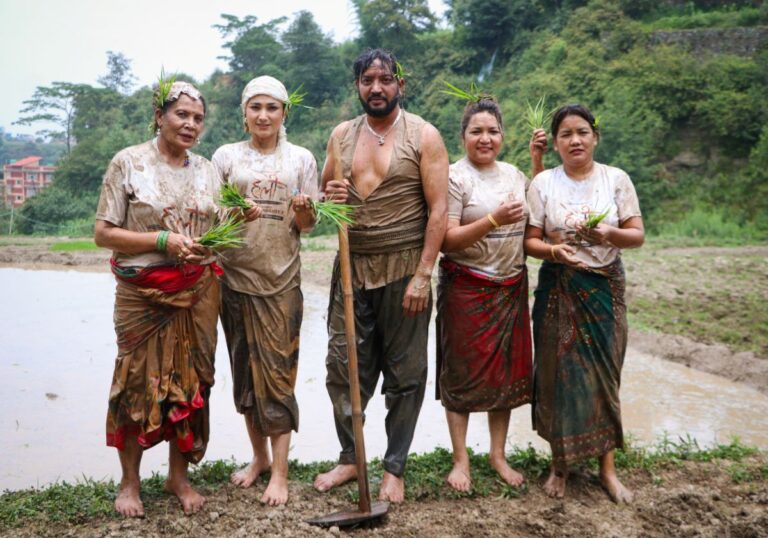 असार १५ मा हलीका कलाकार धान रोपाइँमा व्यस्त